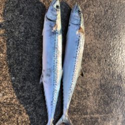 ショアジギ練習でサゴシが二本他