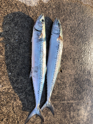 ショアジギ練習でサゴシが二本他