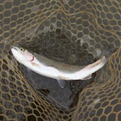 エリアトラウト