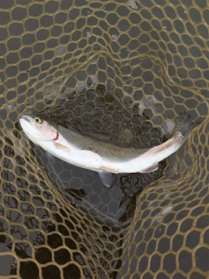 エリアトラウト