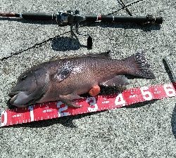 コブダイ釣り？