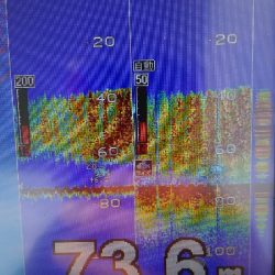 お祝いの真鯛採れたー