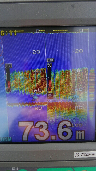 お祝いの真鯛採れたー