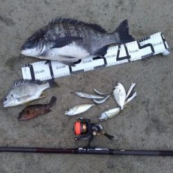 3/21釣果　チヌアジキビレガシラカタクチ五目釣り達成