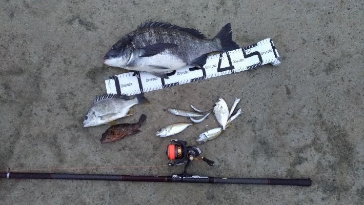 3/21釣果　チヌアジキビレガシラカタクチ…