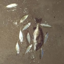 3/24釣果 チヌとサバ