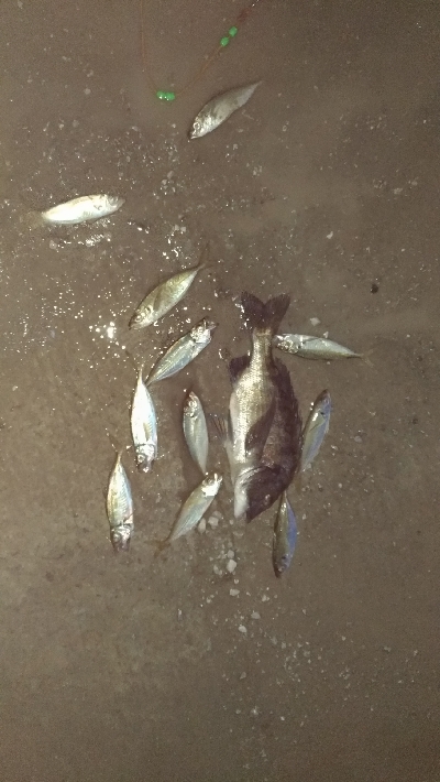 3/24釣果 チヌとサバ