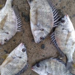 3/30釣果 マトウダイチヌアジカタクチオジサン