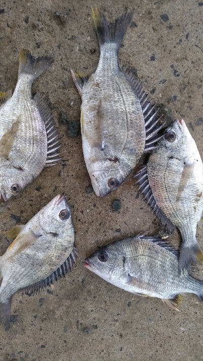 3/30釣果　マトウダイチヌアジカタクチオ…