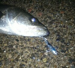 マイクロベイトパターン?