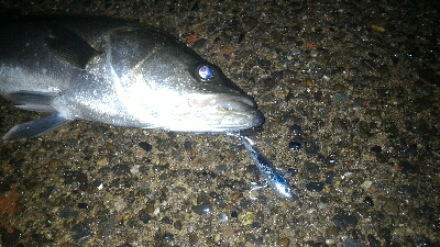 マイクロベイトパターン?