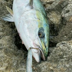 トップブリ&メーターブリでた！