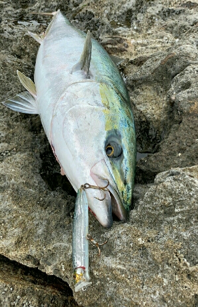 トップブリ&メーターブリでた！