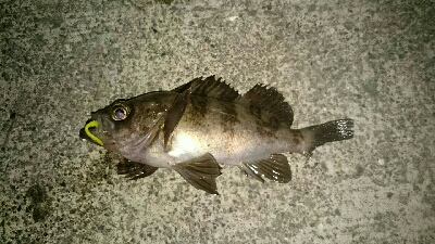 爆風メバリング