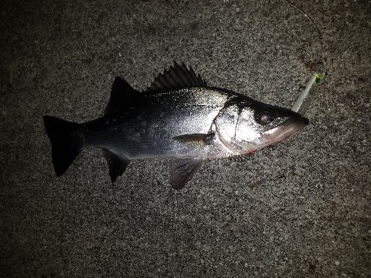 ナイトヒラスズキゲーム