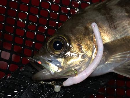 二見メバリング5