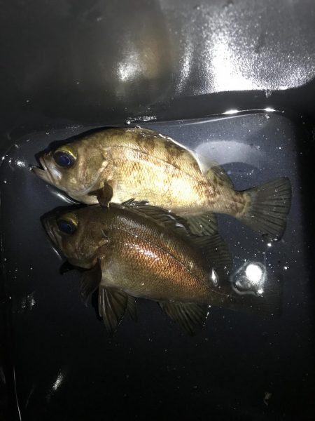 釣り人いない、メバルいない