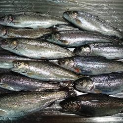 揖保川ニジマスばっかり