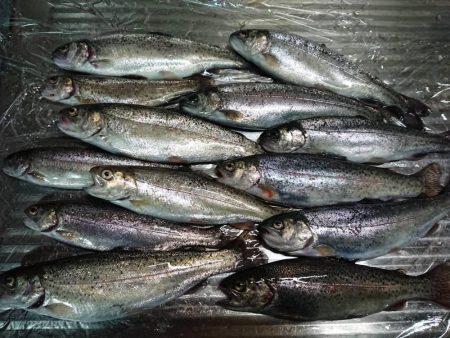 揖保川ニジマスばっかり