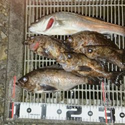 いつもの場所でデカメバル