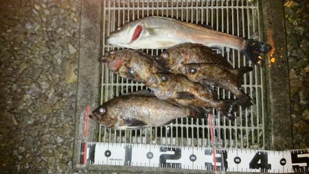 いつもの場所でデカメバル