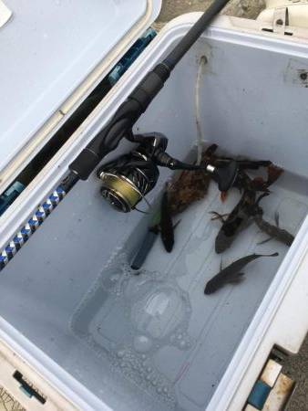 メバルくんたち