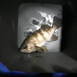 早起きは、期待外れ