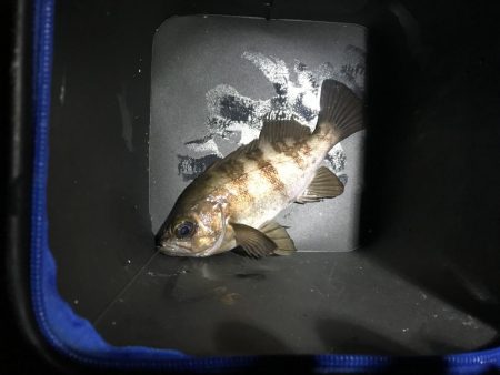 早起きは、期待外れ