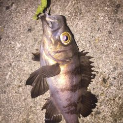 今日もメバリング!