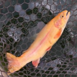 エリアトラウト