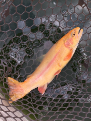 エリアトラウト