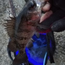 須磨一文字の半夜メバリング