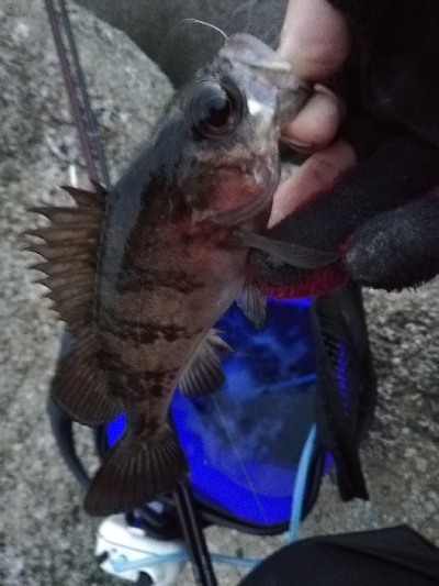 須磨一文字の半夜メバリング