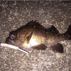 今治でメバリング 渋い