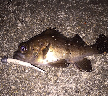 今治でメバリング  渋い