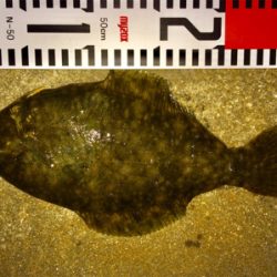 1日ほぼ当たりなし、夕方のカレイ