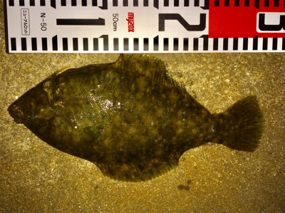 1日ほぼ当たりなし、夕方のカレイ