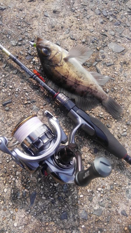 やっと春がきました