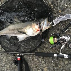 セットアッパーでスズキ