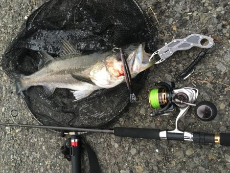 セットアッパーでスズキ