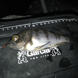 姫路メバリング(2019-7)