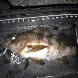 姫路メバリング(2019-8)