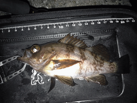 姫路メバリング(2019-8)