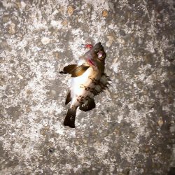 北風に吹かれて･･･