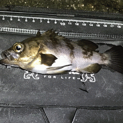 姫路メバリング(2018-9)