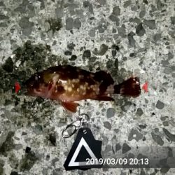 カサゴがちらほら