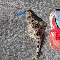 アオリ来んな、、