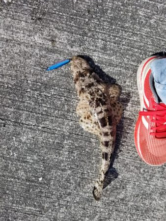 アオリ来んな、、