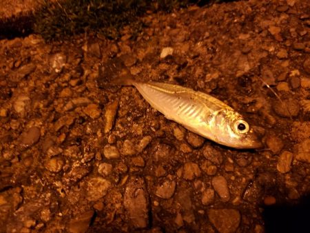 2ヶ月ぶりの釣果