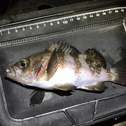 姫路メバリング(2019-10)